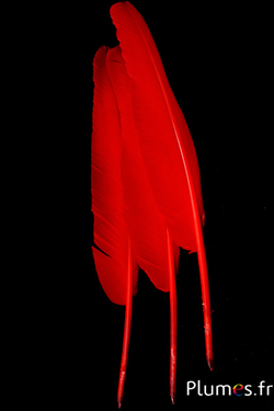 Cygne écriture - 33-36 cm - rouge